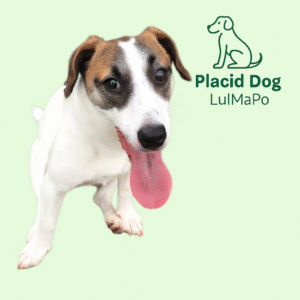 Placid Dog